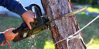 Best Lawn Pest Prevention  in Cedar Grove, WI