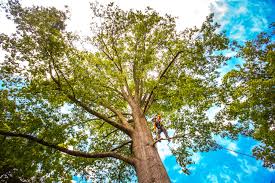 Leaf Removal in Cedar Grove, WI