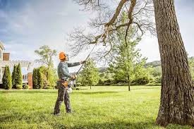 Best Tree Disease Treatment  in Cedar Grove, WI