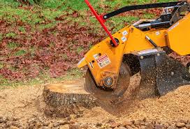 Best Tree Health Inspection  in Cedar Grove, WI