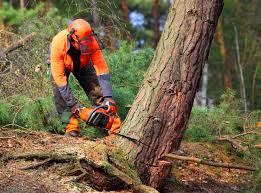 Best Arborist Consultation Services  in Cedar Grove, WI