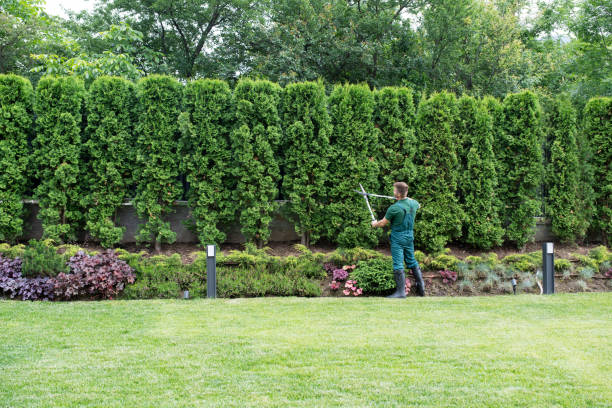 Best Tree Maintenance Programs  in Cedar Grove, WI