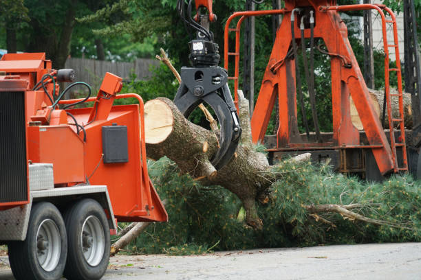 Best Utility Line Clearance  in Cedar Grove, WI