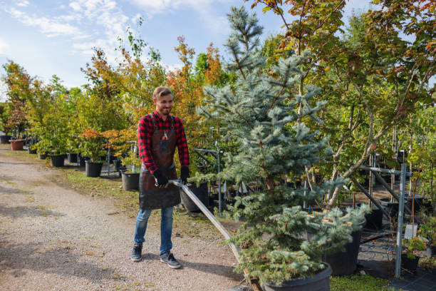 Trusted Cedar Grove, WI Tree Removal Experts