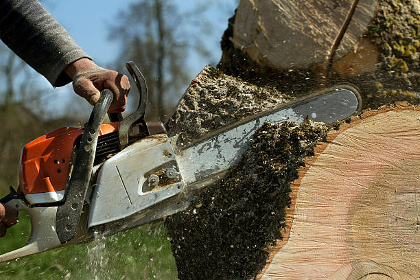 Best Tree Cabling and Bracing  in Cedar Grove, WI